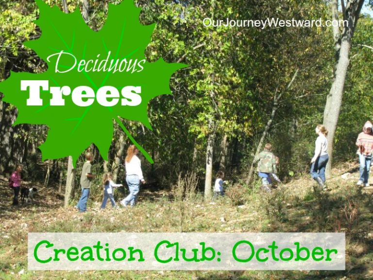 Deciduous Trees Creation Club blog post image with kids hiking through the woods