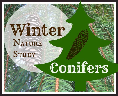 Winter Nature Study about Conifers blog image with evergreen tree in the background.