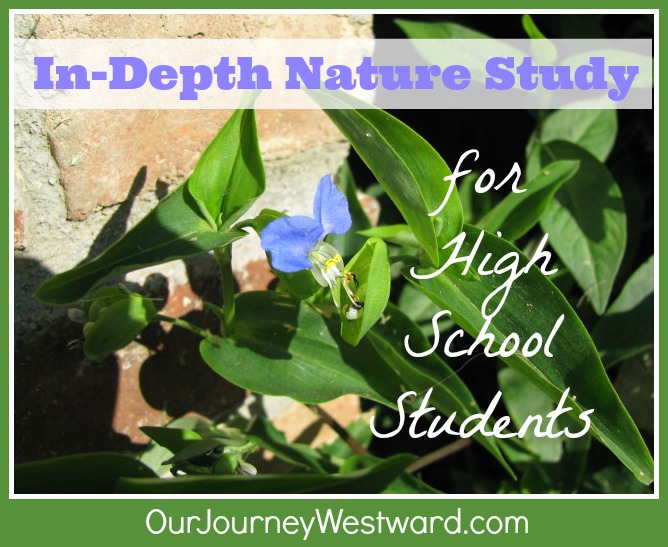 Green leaves with a violet flower. Image is for a blog post about in-depth nature study