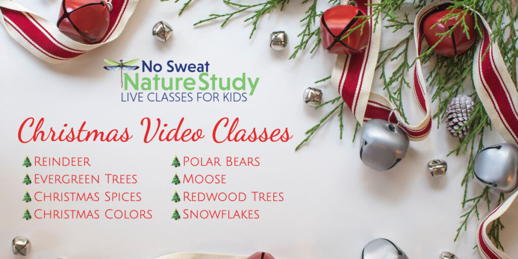 Christmas greenery and ornaments on a white background