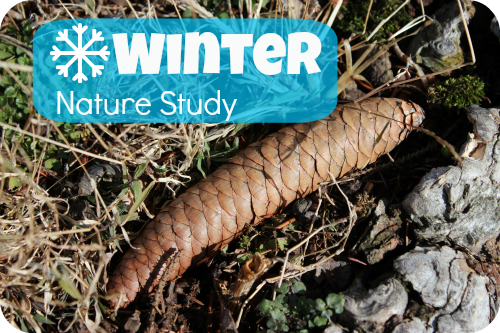 Winter nature study blog post image with a pinecone