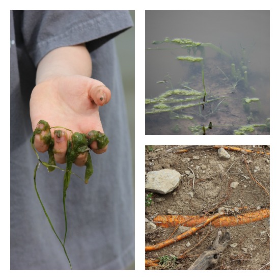 Pond Plant Nature Study | Our Journey Westward