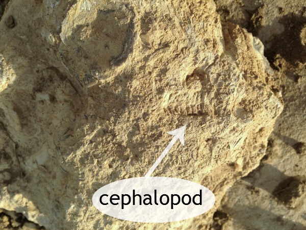 A fossil walk lends itself to a photography research project!