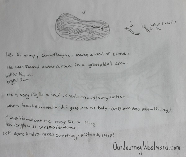 Nature journaling is an important part of nature study. 