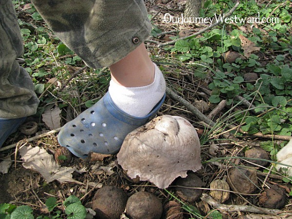 Get creative Charlotte Mason nature study ideas!