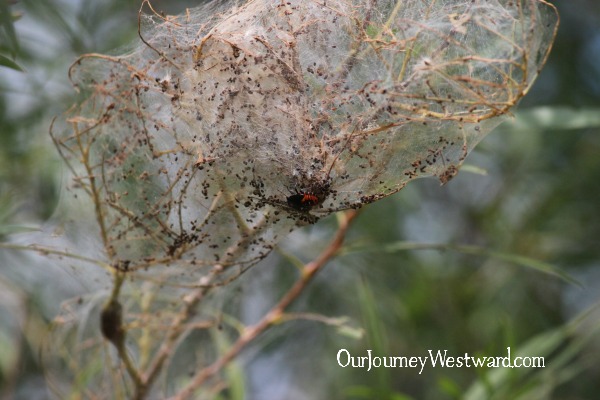 Outdoor science promotes inquisitiveness!
