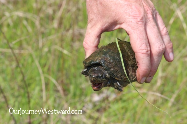 Charlotte Mason nature study doesn't have to be scary!