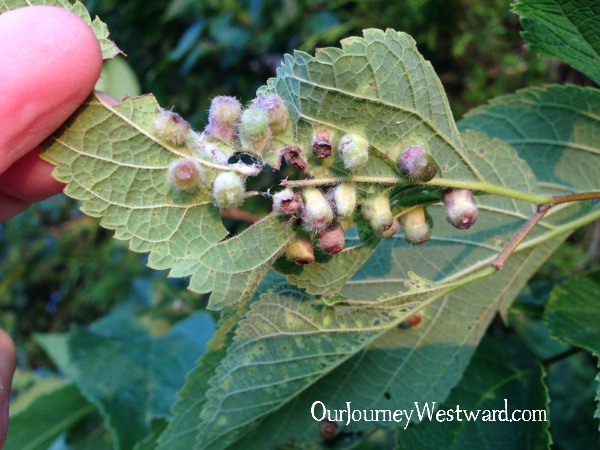 Learning science in nature promotes deep observation skills!
