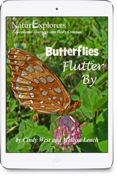 A rust colored butterfly lands on a pink clover flower on the cover of a butterfly nature curriculum.