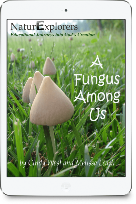 Fungi Nature Study