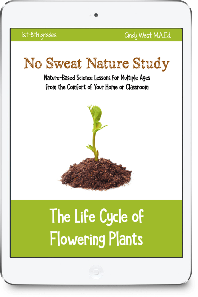 Life Cycle of a Flowering Plant
