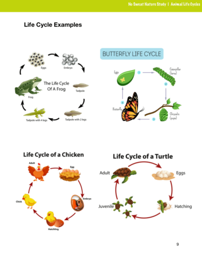 Animal Life Cycles curriculum