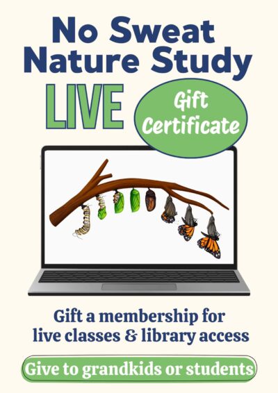 sales text and graphic with butterfly life cycle on laptop