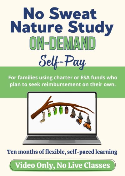 sales text and graphic with butterfly life cycle on laptop