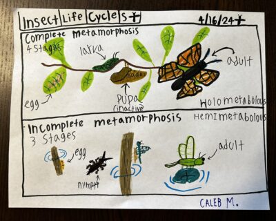 butterfly life cycle drawing