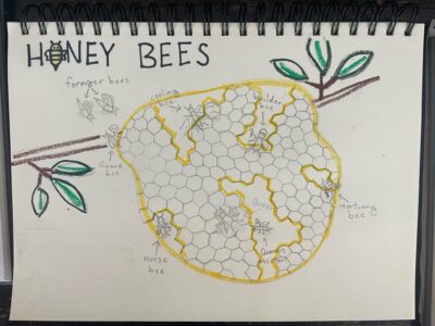 honeybee hive drawing