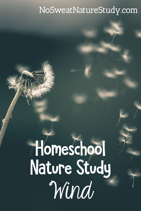 wind blowing puffy white dandelion seeds off of the stem