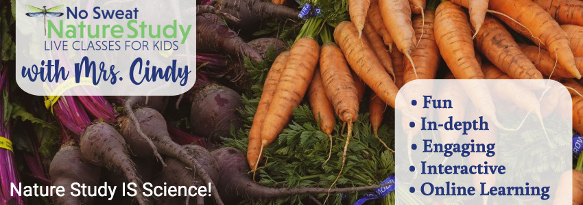 What exactly are root vegetables? Let's find out!