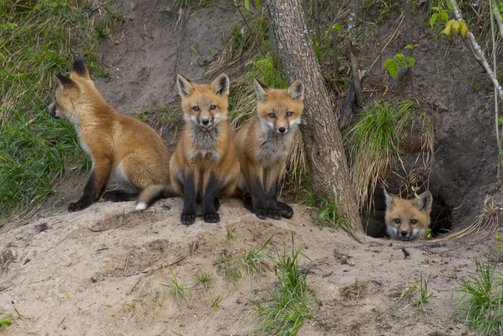four red foxes in den