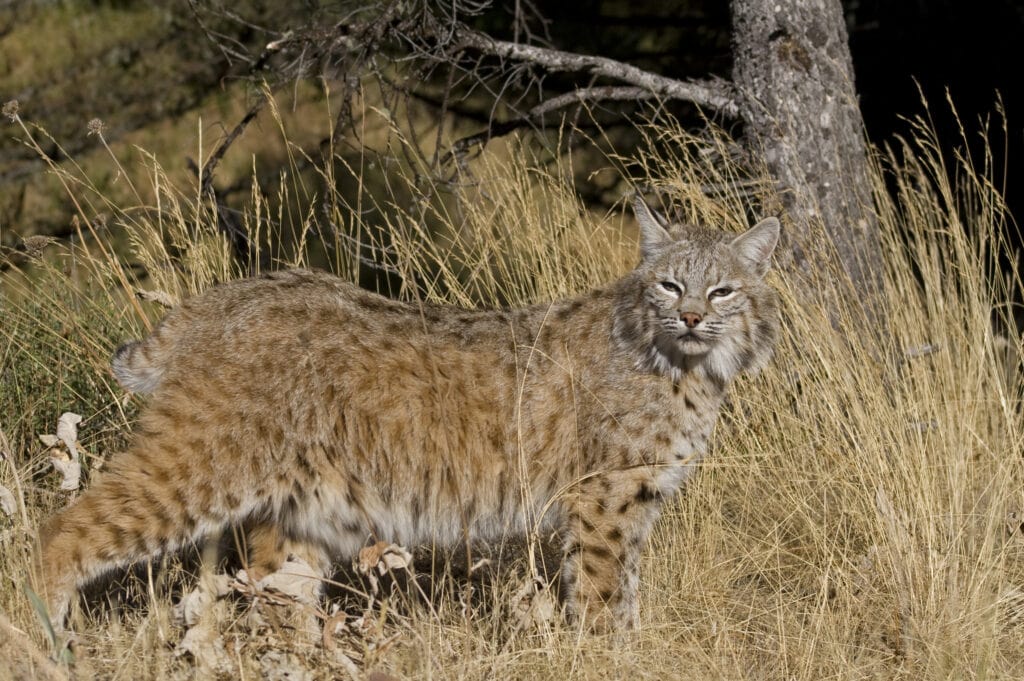 Adult bobcat walks through the woods
