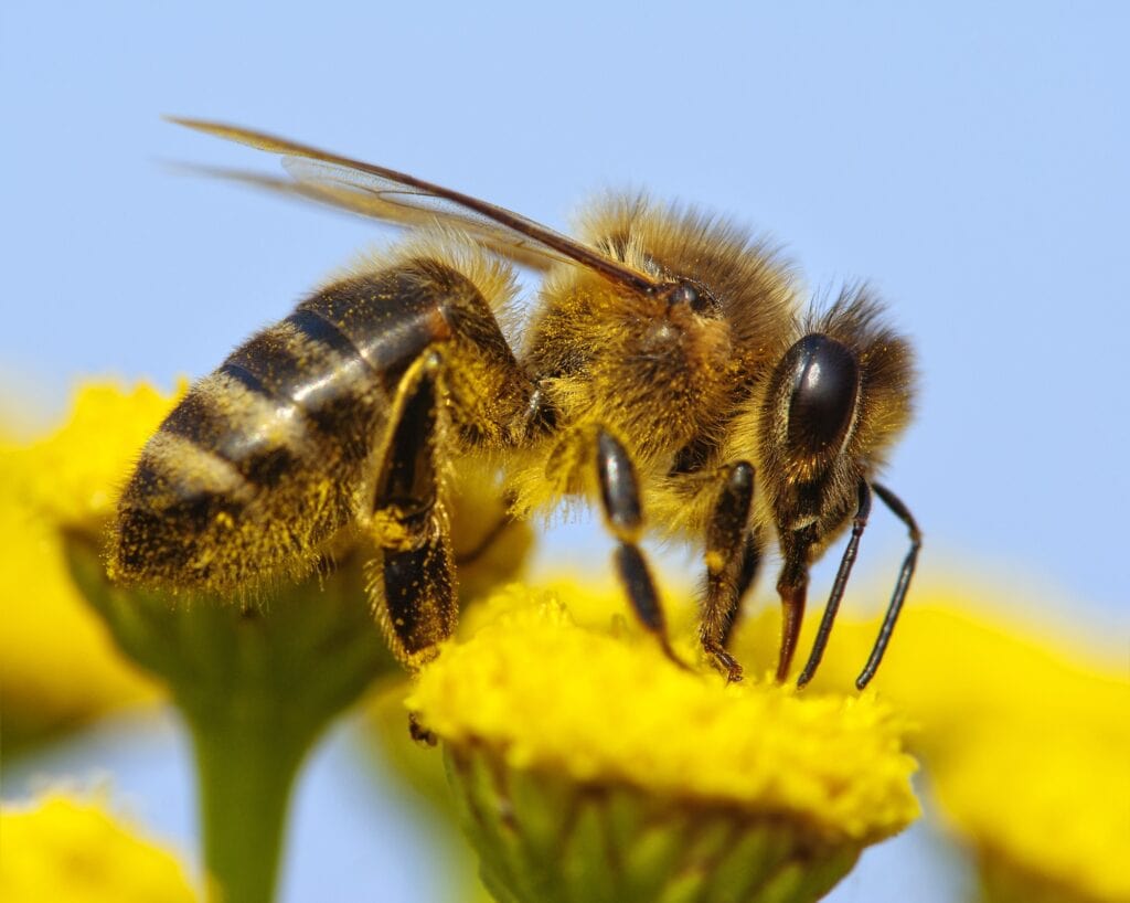 bee plunging into yellow flower for nectar
