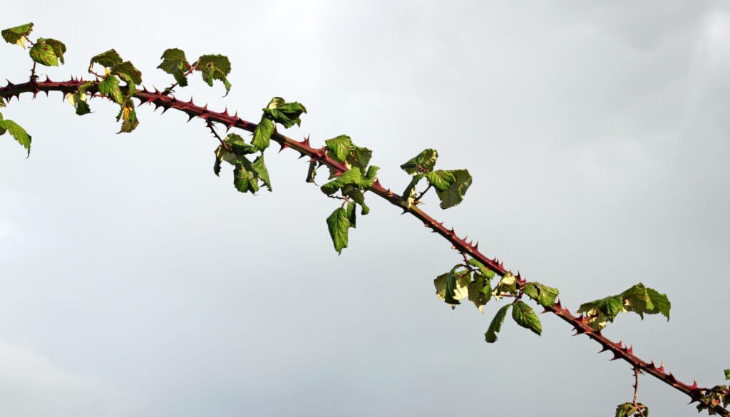 Large bramble thorn stalk with sharp spikes.