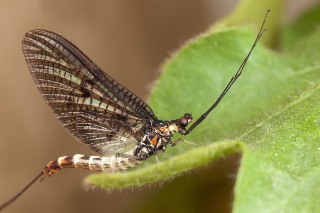Mayfly on the green leaf