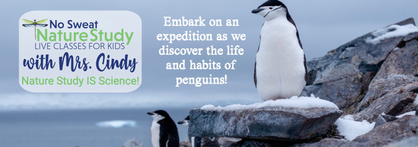 White and black penguins standing on rocks overlooking water with glaciers. Advertising a nature study class about penguins.