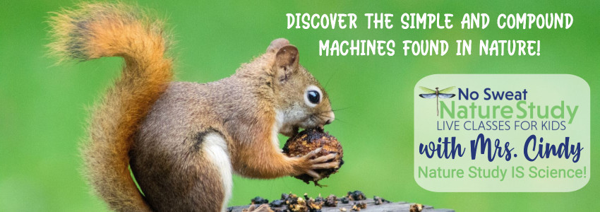 Red squirrel eating a nut with a green background. Advertising a nature study about simple machines in nature.