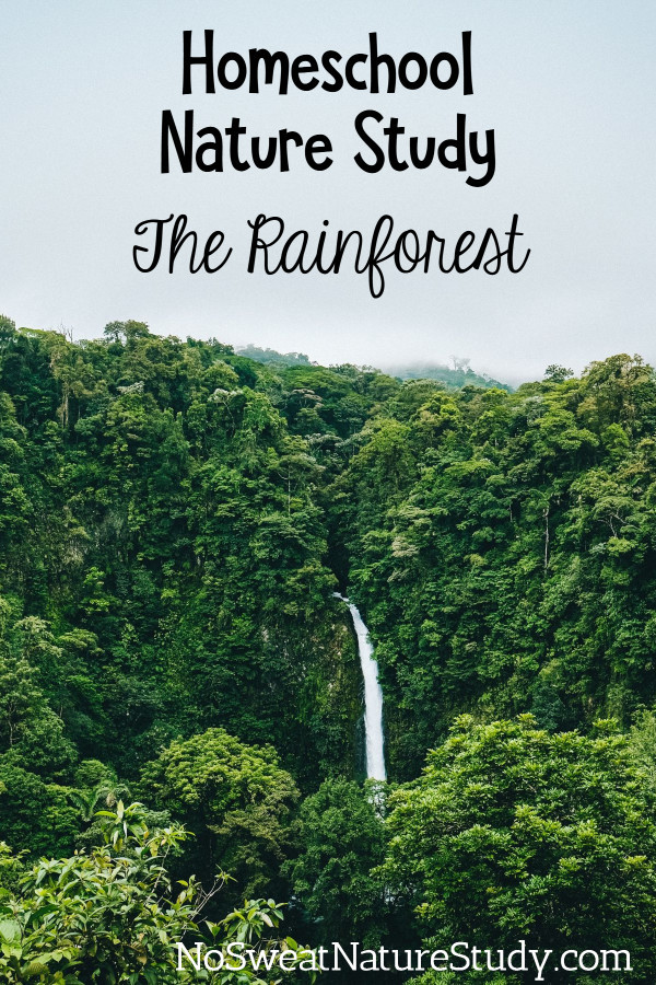 thick green foliage of the rainforest with a waterfall in the distance