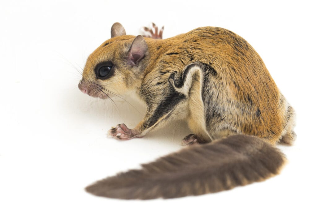 Flying squirrel resting