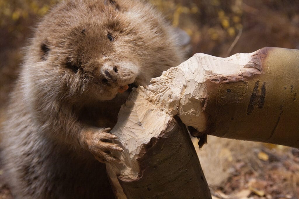 beaver gnawing on tree trunk