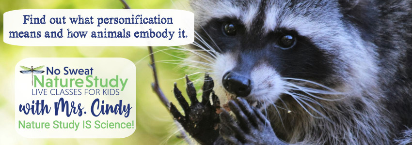 Raccoon is eating something from its hands. This image is for an advertisement for a class about animal personification.