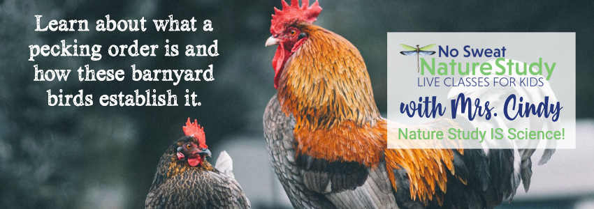 A Red and grey rooster and a grey hen, both with bright red combs. This image is for an advertisement for a class about chickens.