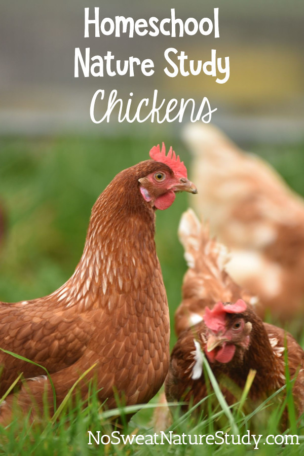 Red chickens standing in green grass. Image is for a podcast about chickens.