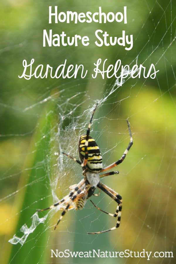 Black and yellow spider on a white web with green plants in the background. Image is for a podcast about garden helpers.