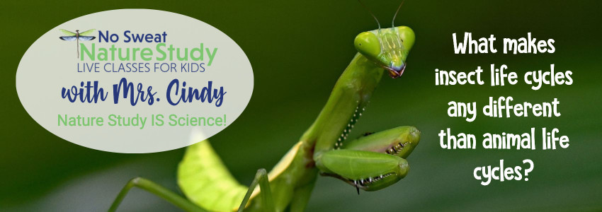 A light green praying mantis with a darker green background. This image is for an advertisement for a class about insect life cycles.
