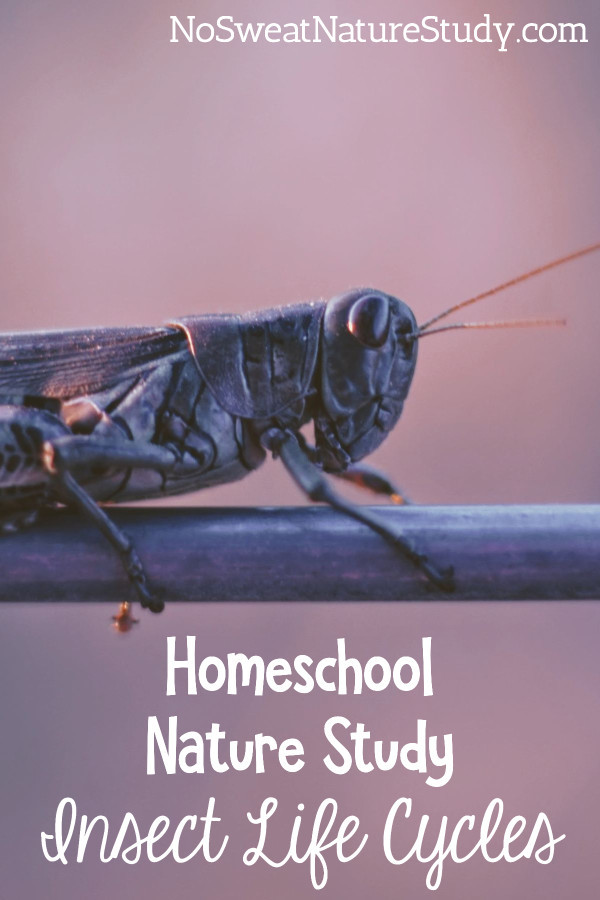 Grasshopper on a stem with a pink background. Image is for a podcast about insect life cycles.