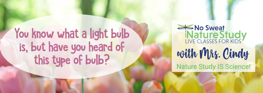 Pink and yellow tulips among greenery. This image is for an advertisement for a class about perennial bulbs.