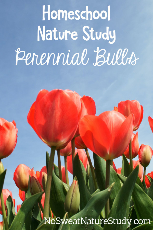 Red/pink tulips with their green stems look up into a blue sky. Image is for a podcast about perennial bulbs.