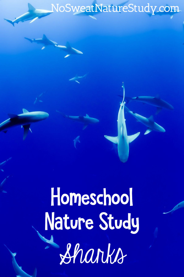 Little sharks swimming through dark blue water. Image is for a podcast about sharks.