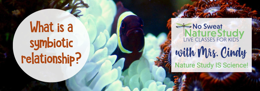 Dark orange and white clown fish is in the middle of a white sea anemone and some orange coral. This image is for an advertisement for a class about symbiosis