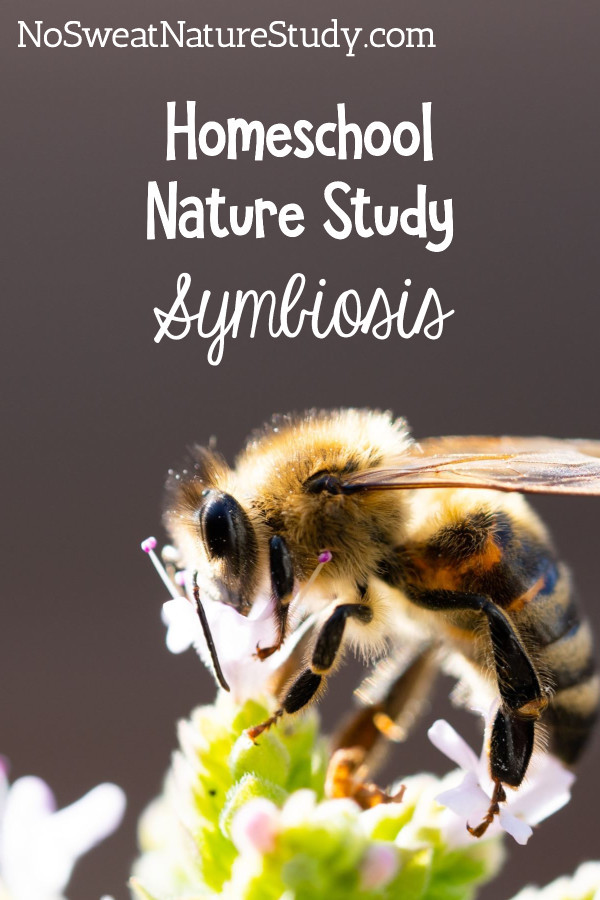 Yellow and black bumblebee sips nectar out of a green and white flower. Image is for a podcast about symbiosis.