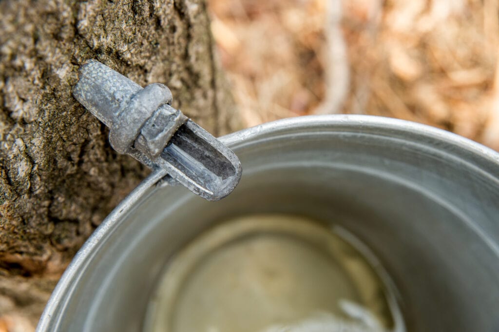 Maple Sap Dripping into a Bucket