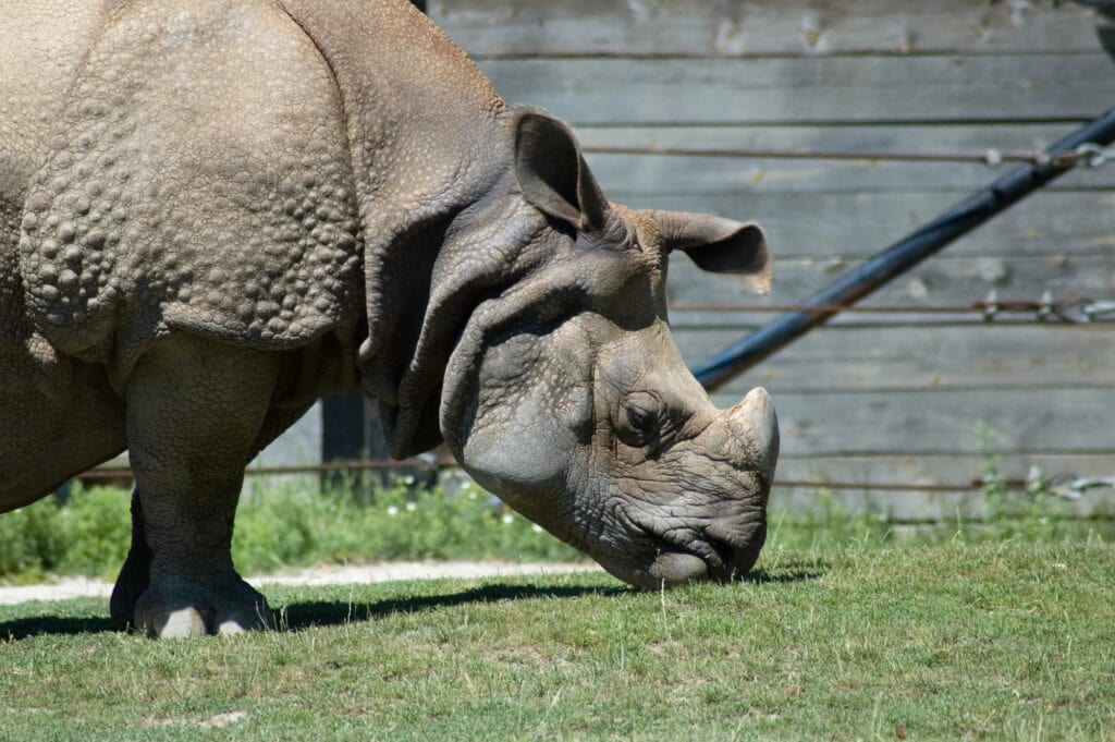 rhino eating grass