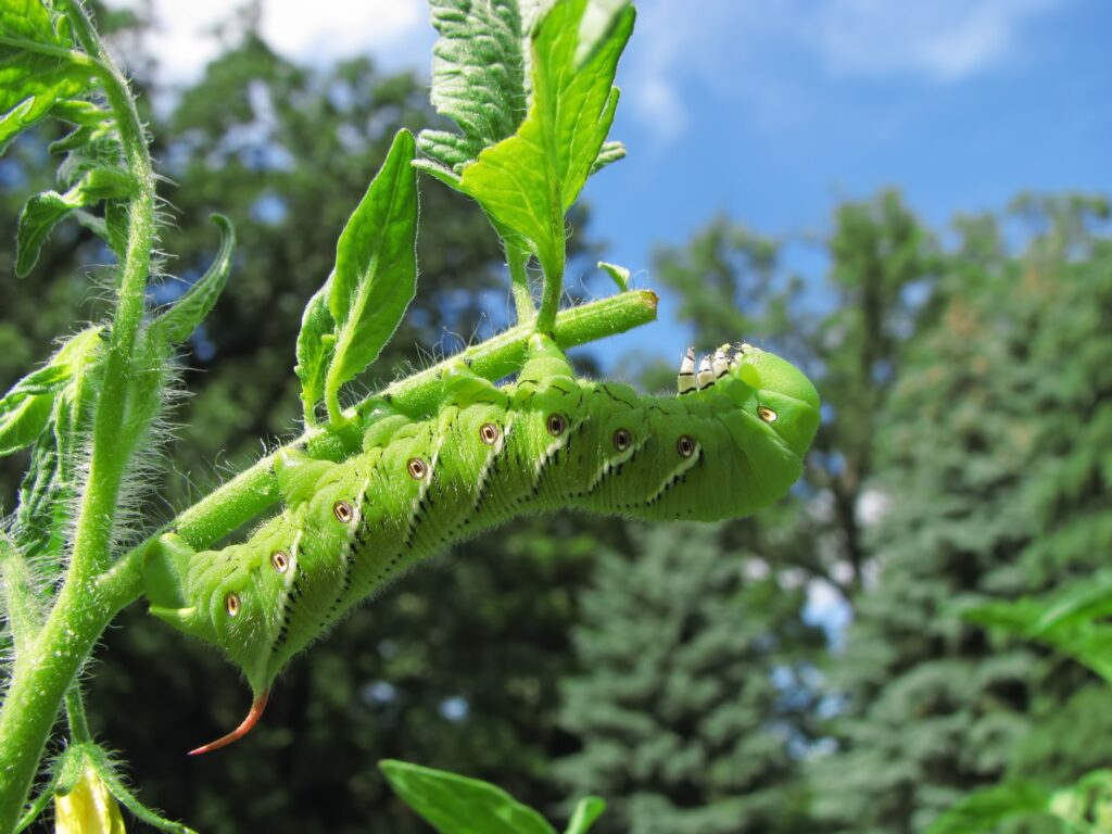 tomato hornworm on a leaf