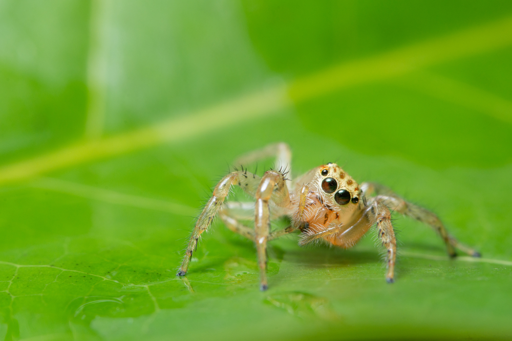 Macro spider on a green leaf