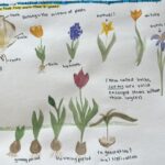student nature journal page