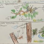 student nature journal page