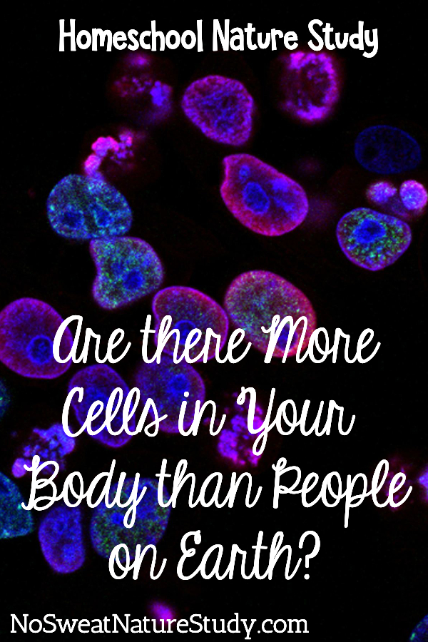 Pink and blue cells on black background as an image for a class about animal cells